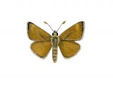 Illustration of Lulworth Skipper (Thymelicus acteon) (#2967)
