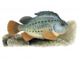 Illustration of Lumpsucker (cyclopterus lumpus) (#2330)
