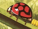 Illustration of Lunate Ladybird (Chilomenes lunata) (#2479)