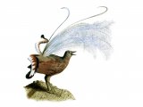 Illustration of Lyrebird (Menura novaehollandiae) (#0885)
