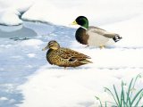 Illustration of Mallards (Anas platyrhyncho) (#2250)