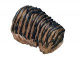 Illustration of Mammoth Tooth Fossil (#0453)
