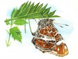 Illustration of Map Butterfly (Araschnia levana) (#0298)