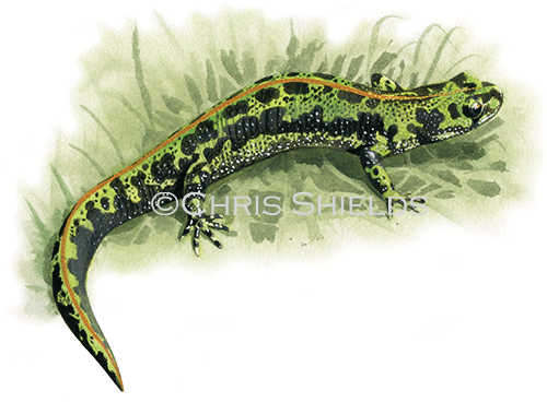Illustration of Marbled Newt (Triturus marmoratus) (#0710)
