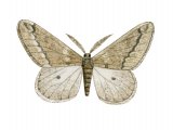 Illustration of March Moth (Alsophila aescularia) (#3410)