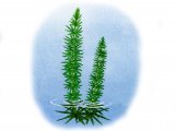 Illustration of Mares Tail (Hippuris vulgaris) (#0990)