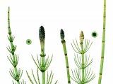 Illustration of Marsh Horsetail (Equisetum palustre) Left. Water Horsetail   (E. fluviatile) right. (#0830)