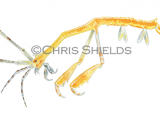 Illustration of Mauritian skeleton shrimp (Caprella scaura) (#4662)