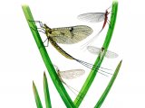 Illustration of Mayflies (#1355)