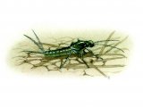 Illustration of Mayfly Nymph (Pond Olive) Chloeon (#1357)