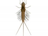 Illustration of Mayfly Nymph Scarce Purple Dun (Paraletophlebia werneri) (#2841)