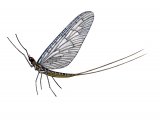 Illustration of Mayfly (Pond Olive) Chloeon (#2122)