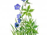 Illustration of Geranium pratense (Meadow Cranes-bill) (#2599)