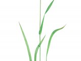 Illustration of Meadow Fox-tail Grass (Alopecurus pratensis) (#2083)