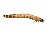 Illustration of Mealworm (Tenebrio molitor) (#3116)