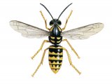 Illustration of Median Wasp worker (Dolichovespula media (#3151)