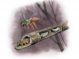 Illustration of Nocturnal Sweat bee (Megalopta genalis) (#3810)
