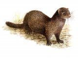 Illustration of Mink (Mistela vison) (#1315)