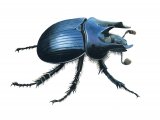 Illustration of Minotaur Beetle (Typhaeus typhoeus) (#1861)