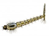 Illustration of Mosquito Larvae (#1262)