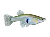 Illustration of Mosquitofish (Gambusia affinis) female (#3877)