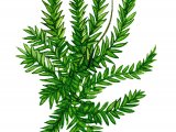 Illustration of Moss (Leptodictyon) (#0846)