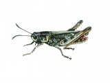 Illustration of Mottled Grasshopper (Myrmeleotettix maculatus) (#2587)