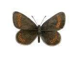 Illustration of Mountain Ringlet (Erebia epiphron) (#2972)