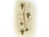 Illustration of Mouse Footprints (#4186)