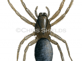 Illustration of Mouse Spider (Scotophaeus blackwalli) (#2748)