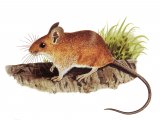 Illustration of Mouse - wood (Apodemus sylvaticus) (#4073)