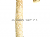 Illustration of Mutinus caninus (Dog Stinkhorn) (#1941)