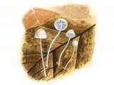 Illustration of Mycena capillaris (Beechleaf Bonnet) (#3472)