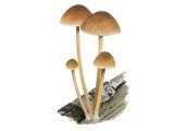 Illustration of Mycena renati (Beautiful Bonnet) (#3913)