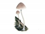 Illustration of Mycena rubromarginata (Red Edge Bonnet) (#3914)