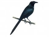 Illustration of Long-tailed Starling (Aplonis magna) (#0824)