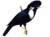 Illustration of Helmeted Myna (Basilornis galeatus) (#1676)