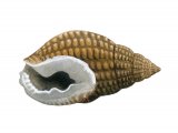 Illustration of Netted dog whelk (Hinia reticulate) (#1956)