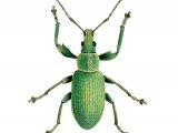 Illustration of Nettle Weevil (Phyllobius pomaceus) (#2686)