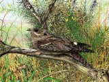 Illustration of Nightjar (Caprimulgus europaeus) (#0766)