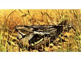 Illustration of Nightjar (Caprimulgus europaeus) (#0767)