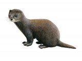 Illustration of North American Mink (Mustela lutreola) (#3909)