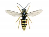 Illustration of Norwegian Wasp female (Dolichovespula norvegica) (#3157)