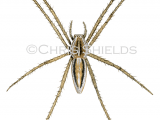 Illustration of Nursery Web Spider (Pisaura mirabilis) (#1520)