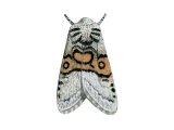 Illustration of Nut-tree Tussock Moth (Colocasia coryli) (#3113)