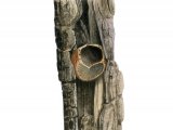Illustration of Nuthatch Hazel Nut Feeding Sign (#4156)