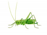Illustration of Oak Bush Cricket (Meconema thalassinum) (#2576)
