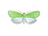 Illustration of Oak Leaf Roller Moth (Tortrix viridana) (#1146)