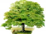 Illustration of Oak Tree (Quercus robur) (#0476)