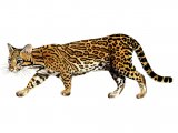 Illustration of Ocelot (Leopardus pardalis) (#4204)